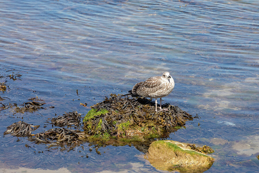 Herring Gull Youngster On A Rock Photograph by Tanya C Smith