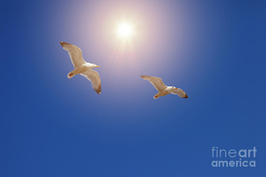 Herring Gulls Photograph by Edmund Nagele FRPS