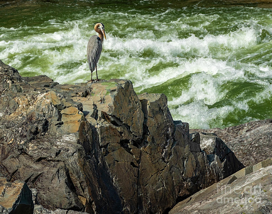 Herron studying the rapids Photograph by Izet Kapetanovic