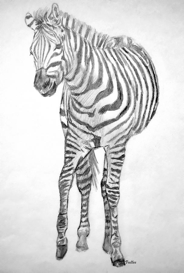 Hesitant Zebra Drawing by Vallee Johnson