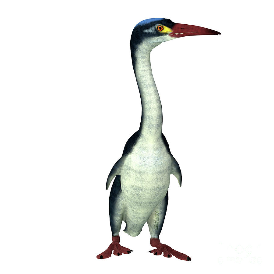 Hesperornis Bird Front Digital Art by Corey Ford