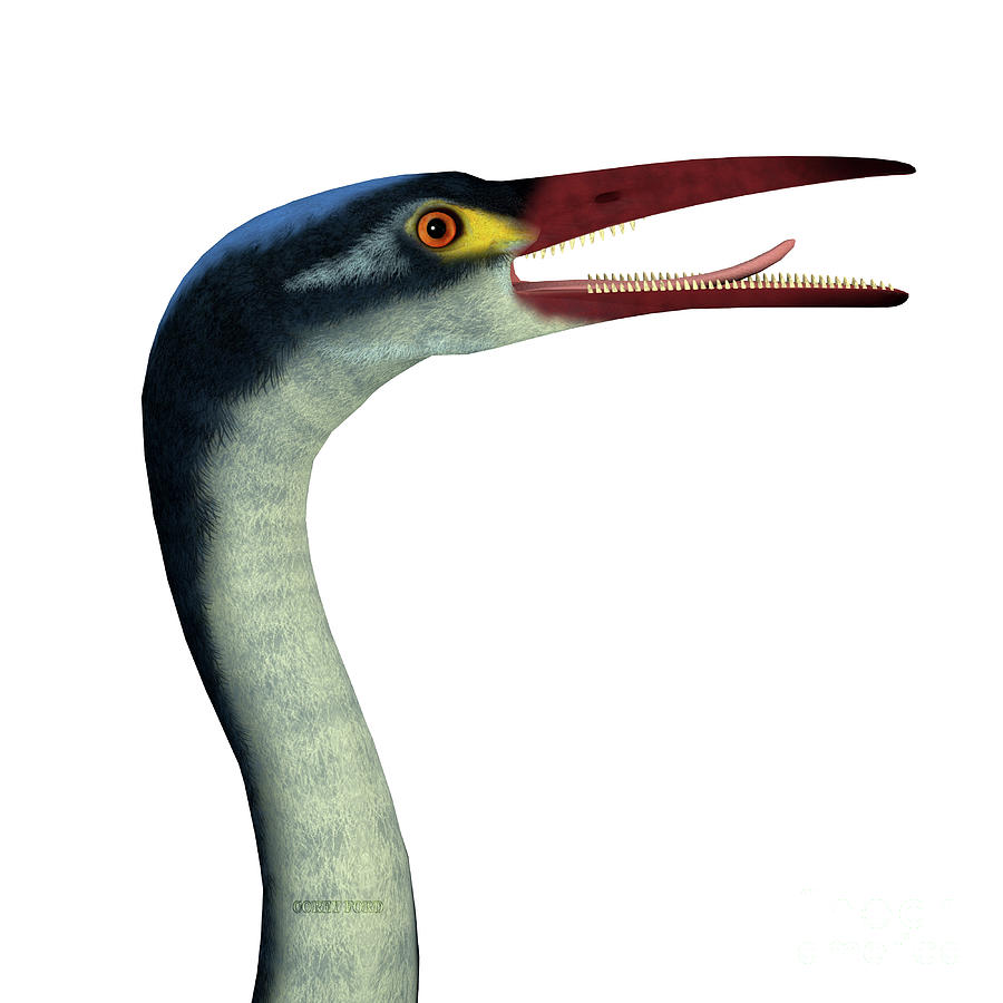 Hesperornis Bird Head Digital Art by Corey Ford