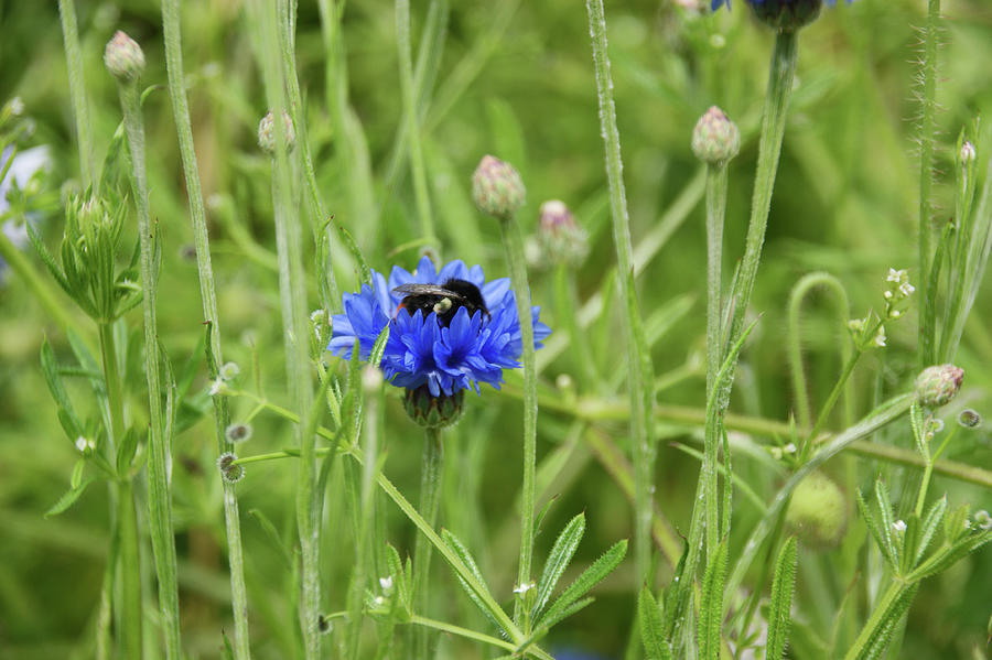 HESWALL. Wirral Country Park. The Cornflower And The Bee. Photograph by Lachlan Main