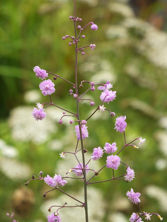 Hewitt's Double Chinese Meadow-Rue in Bloom Photograph by James Dower ...