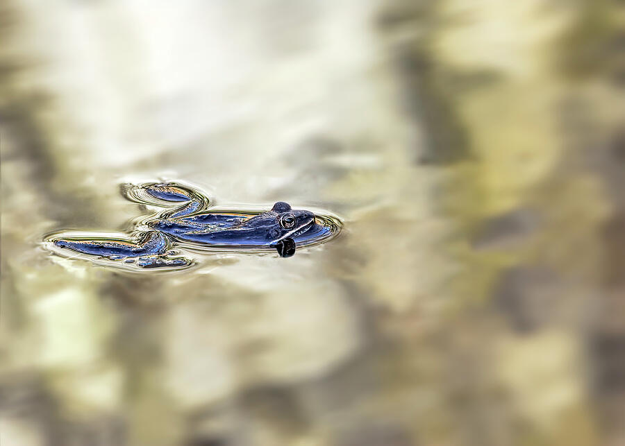 Hey Bullfrog Photograph by Francis Sullivan - Fine Art America