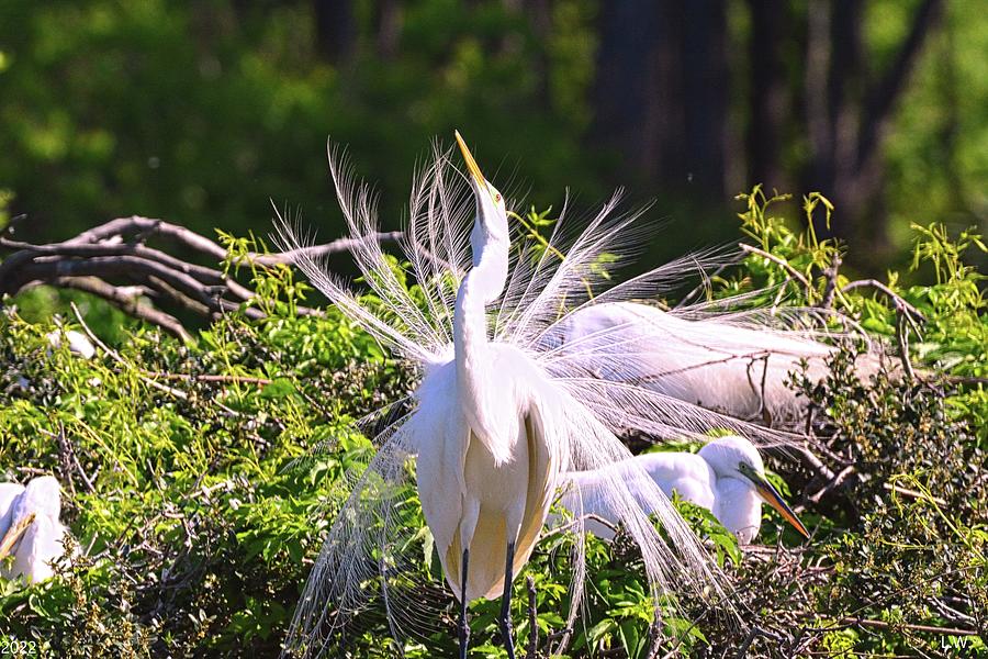 Egret Photograph - Hey Ladies by Lisa Wooten