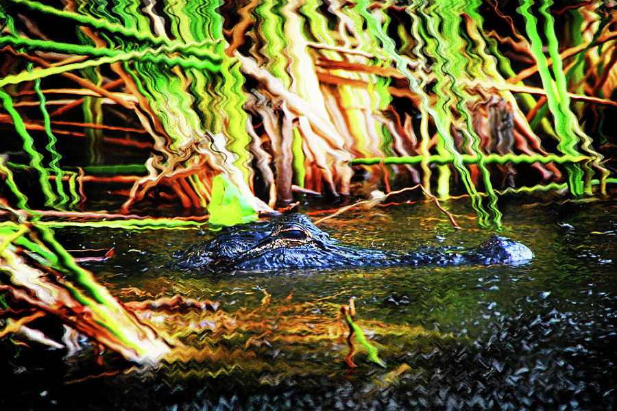 Alligator Photograph - Hey Little Gator by Simone Hester