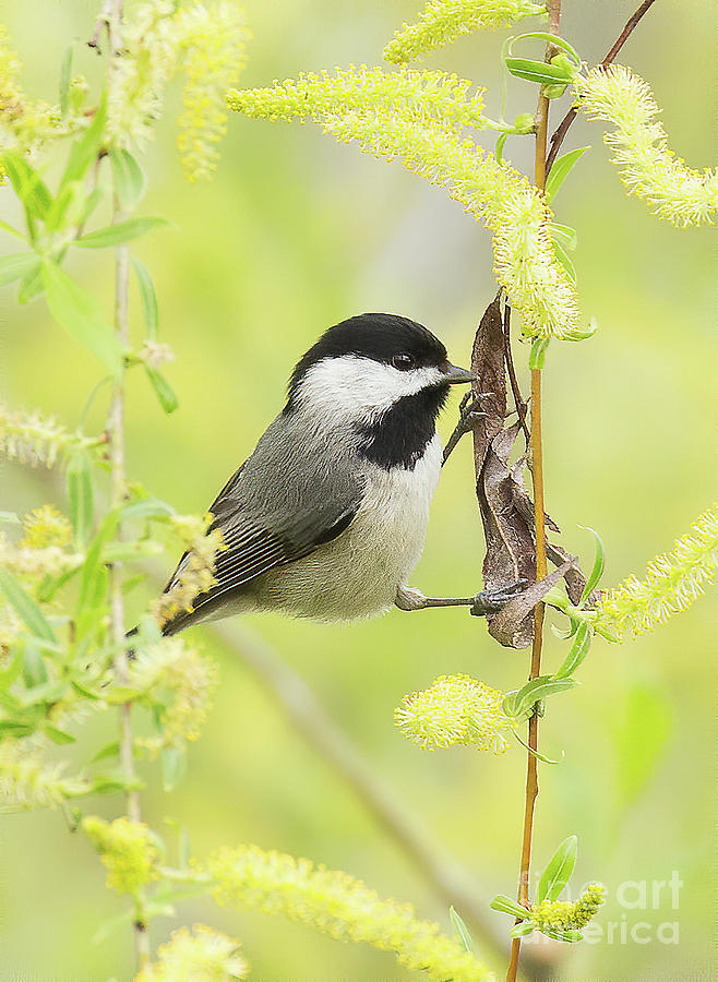 Hey There Chickadee Photograph by Michelle Tinger