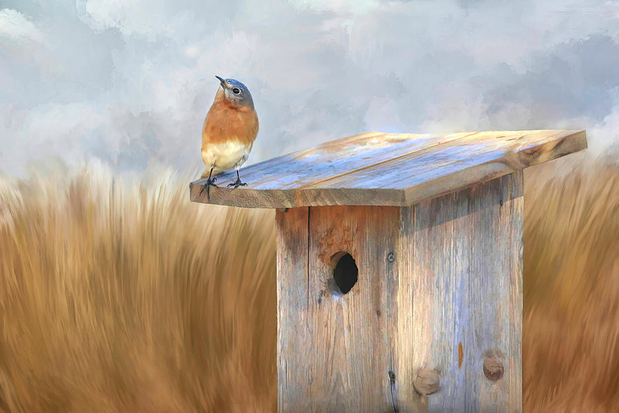 Bluebird Photograph - Hey, This One Is Available by Donna Kennedy