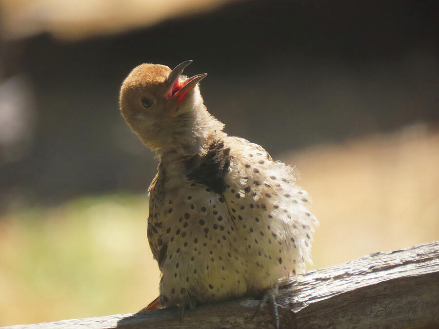 Hey Up There - Cute Little Flicker Chick on a Fence - Nature - Avian Art Photograph by Brooks Garten Hauschild