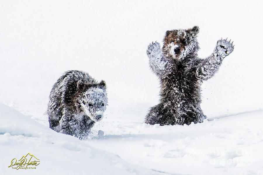Hi Gang, Grizzly Cubs Photograph