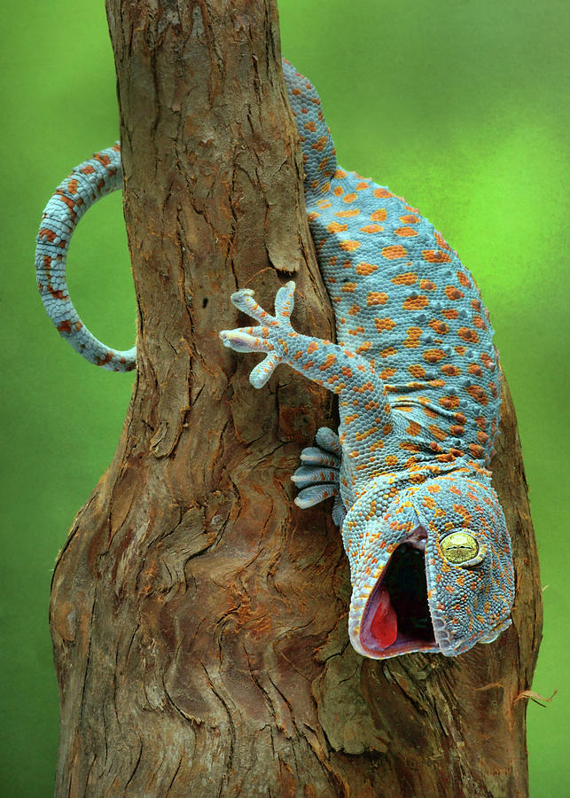 Hi - Gecko Photograph by Nikolyn McDonald