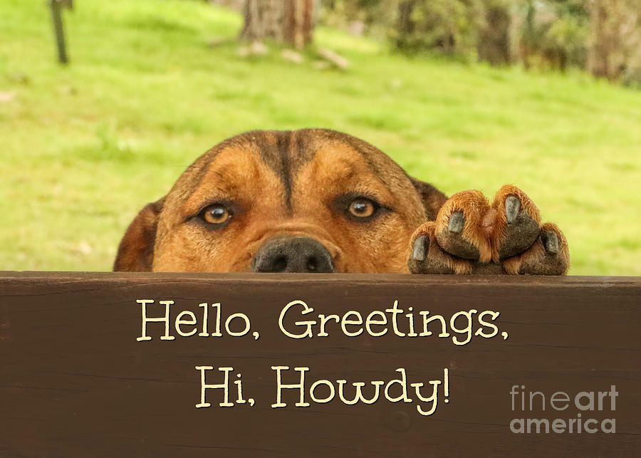 Hi, Hello Greetings Howdy Cute Puppy Card Photograph by Stephanie Laird