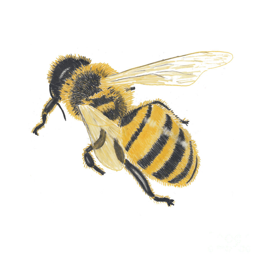 Hi Honey Drawing by Conni Schaftenaar