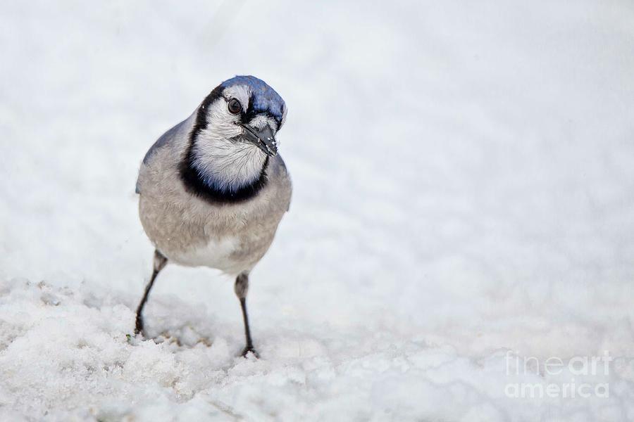 Got Bird Seed? Photograph by Laurinda Bowling