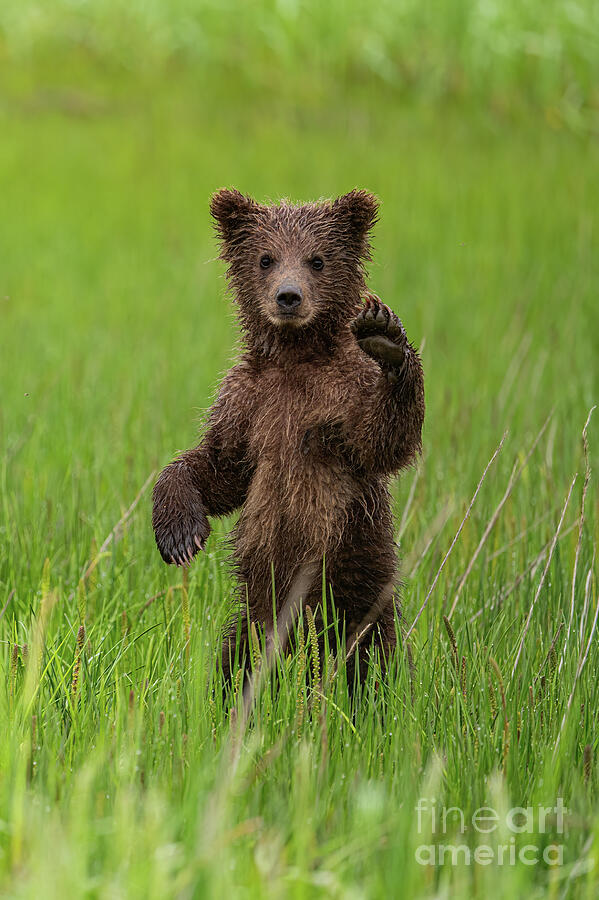 Hi Y'all Photograph by Bob Phillips - Fine Art America