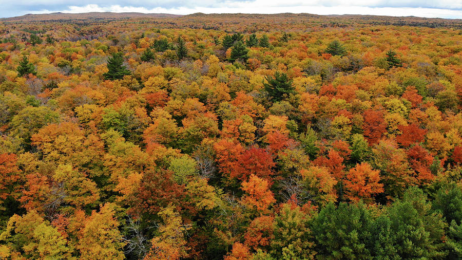 Hiawatha State Forest Photograph by Catherine DeDecker | Fine Art America