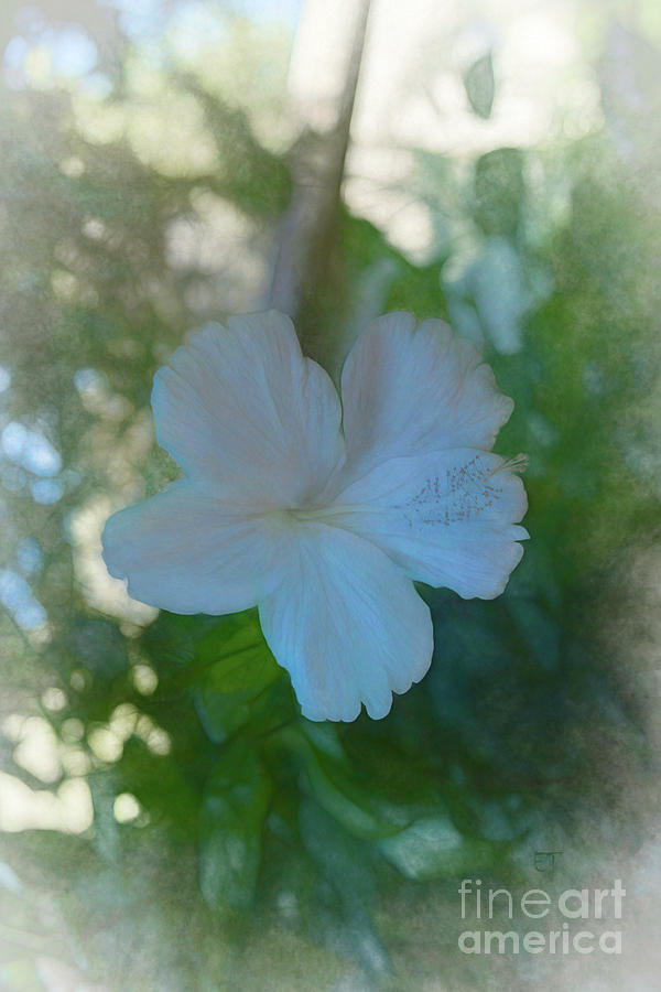 Hibiscus 2 Photograph by Elaine Teague
