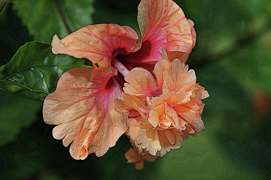 Hibiscus 2 Photograph by Mingming Jiang