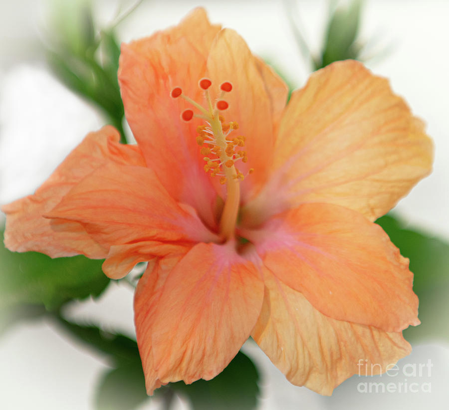 Spring Photograph - Hibiscus - 2020- Spring Bloom by Dale Powell