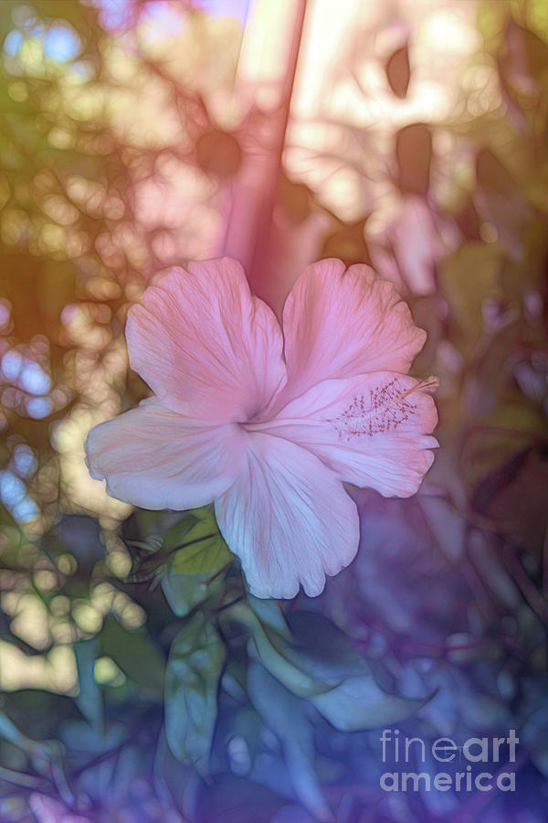 Hibiscus 3 Digital Art by Elaine Teague