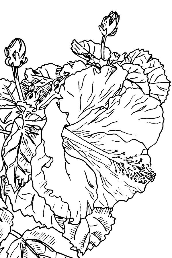 Hibiscus 4 Drawing by Masha Batkova
