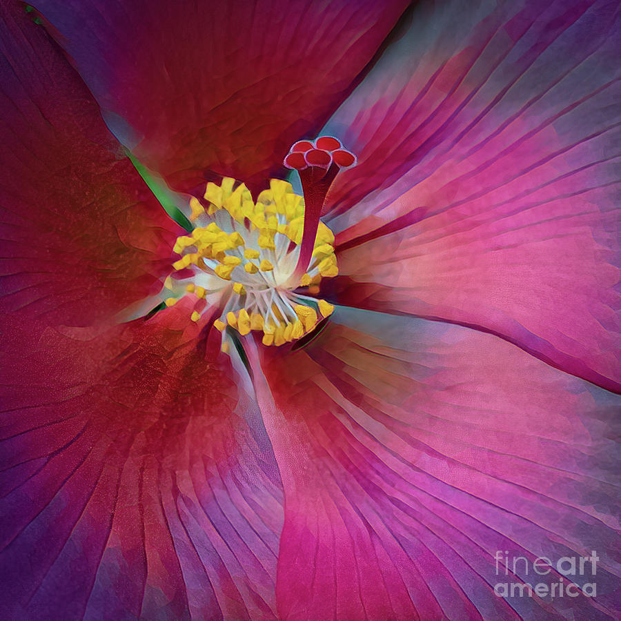 Hibiscus Abstract Photograph by Patti Schulze