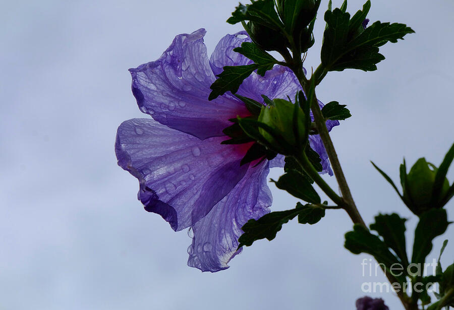 Hibiscus after Rain Photograph by Emily Caldwell Hibiscus after Rain Photograph by Emily Caldwell