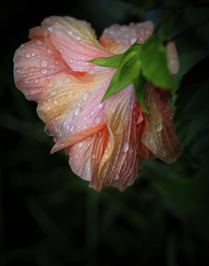 Hibiscus After Rain Photograph by M Kathleen Warren