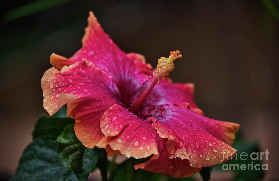 Hibiscus After The Rain 2 Photograph by Andrea Anderegg