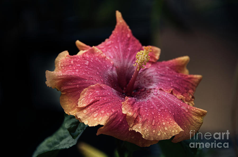 Hibiscus After The Rain Photograph by Andrea Anderegg