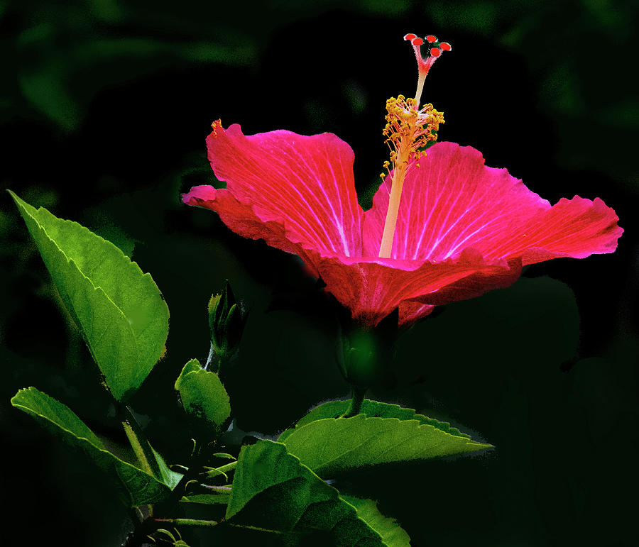 Hibiscus After The Rain Photograph by Don Durfee