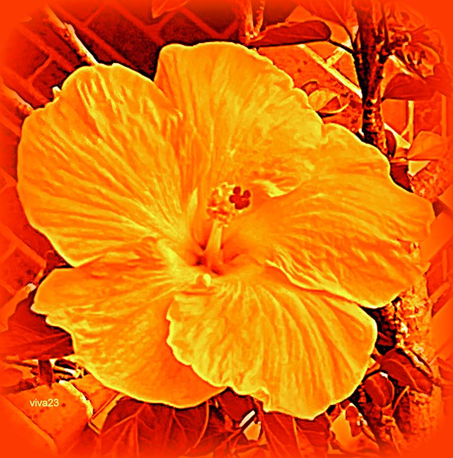 Hibiscus  Aglow Photograph by VIVA Anderson