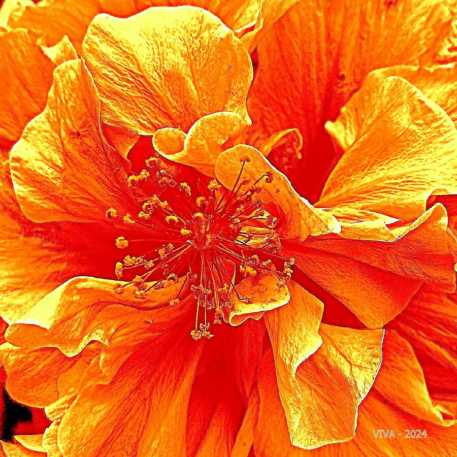Hibiscus   ala Orange Photograph by VIVA Anderson