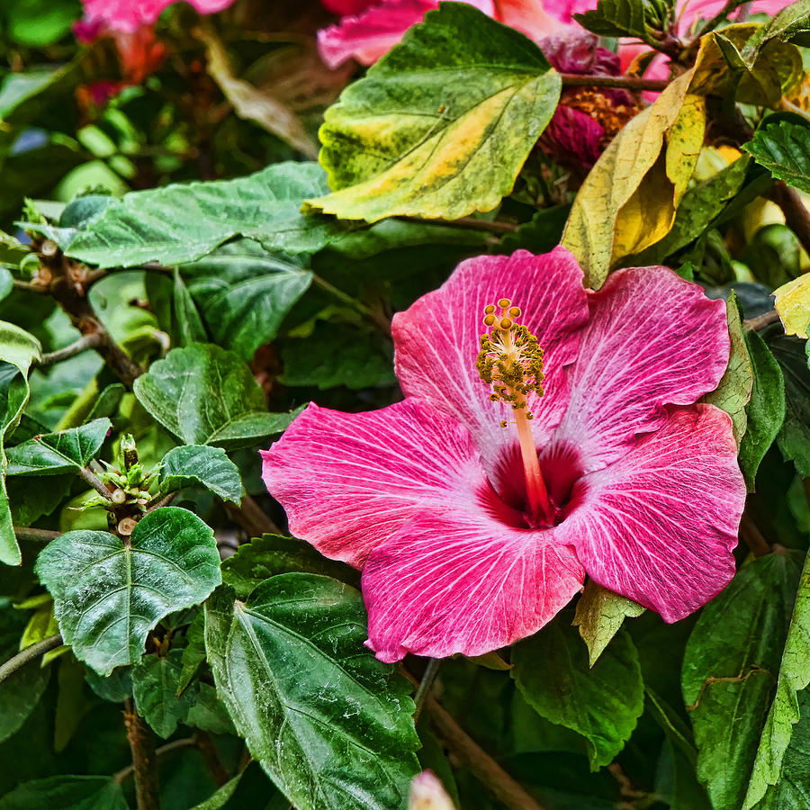 Hibiscus Photograph by Allen Beatty