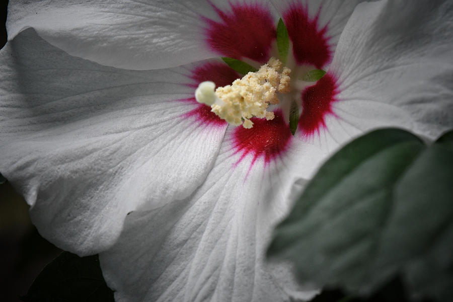 Hibiscus Althea Photograph by DArcy Evans