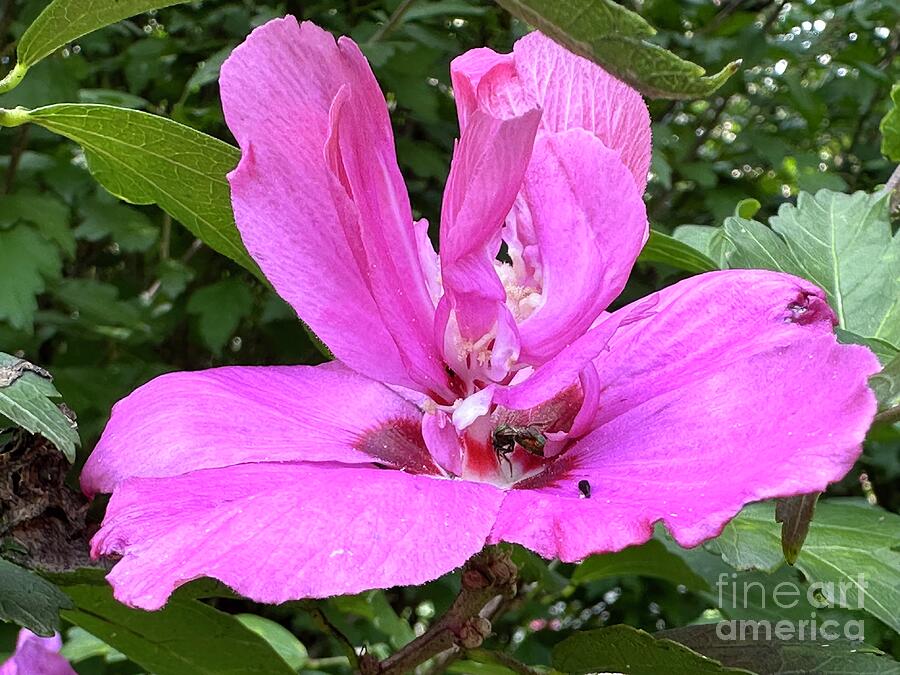 Nature Photograph - Hibiscus and Bee by Catherine Wilson