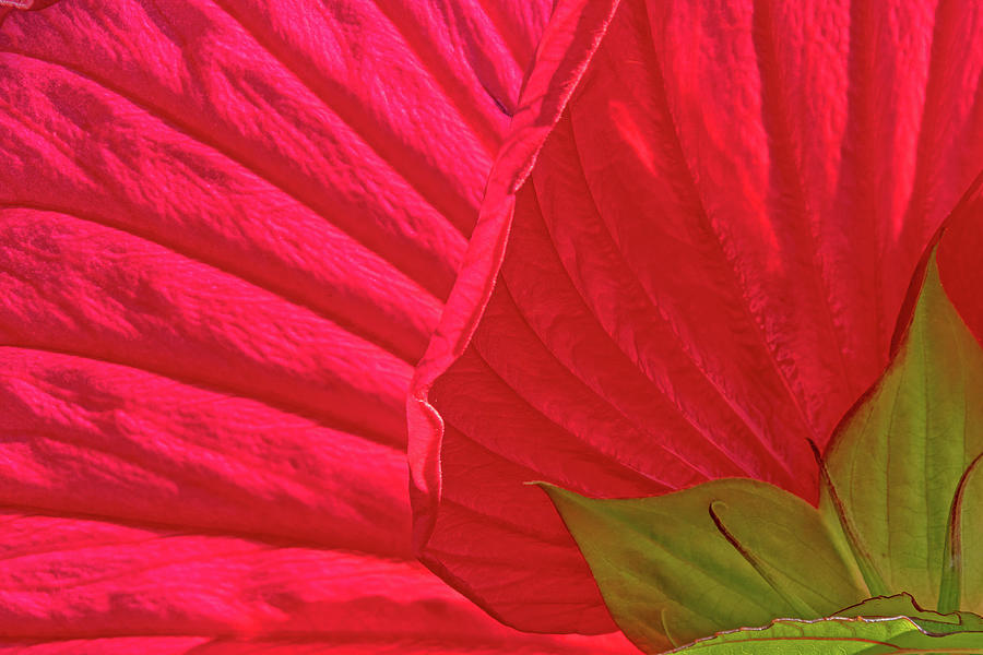 Hibiscus Backside 1 Photograph by Ira Marcus