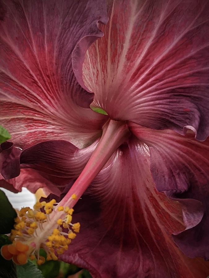 Hibiscus Beauty  Photograph by Lori Seaman