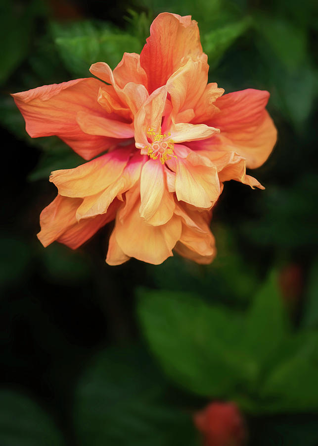Hibiscus Beauty Photograph by Teresa Wilson