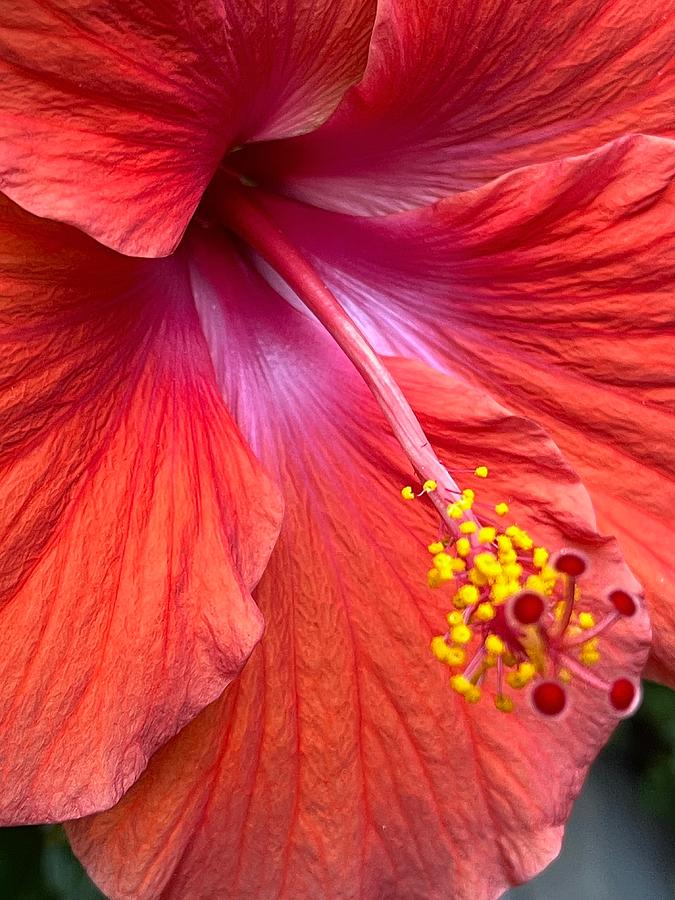 Hibiscus Photograph by Beverly Read
