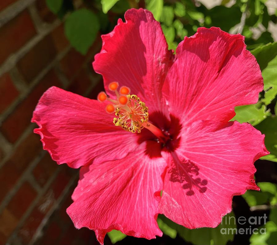 Hibiscus Bloom 2022 Photograph by Eunice Warfel