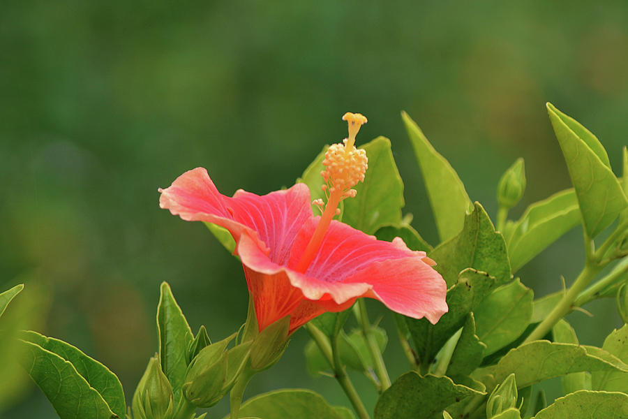 Hibiscus Bloom Among the Greens Photograph by Gaby Ethington