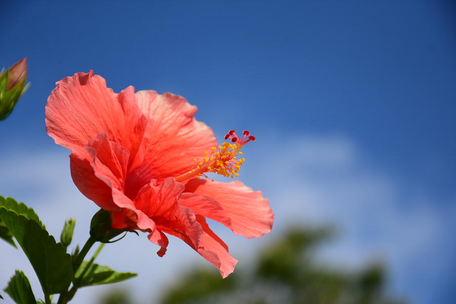 Hibiscus Bloom and Blue Sky Photograph by Christopher Mercer