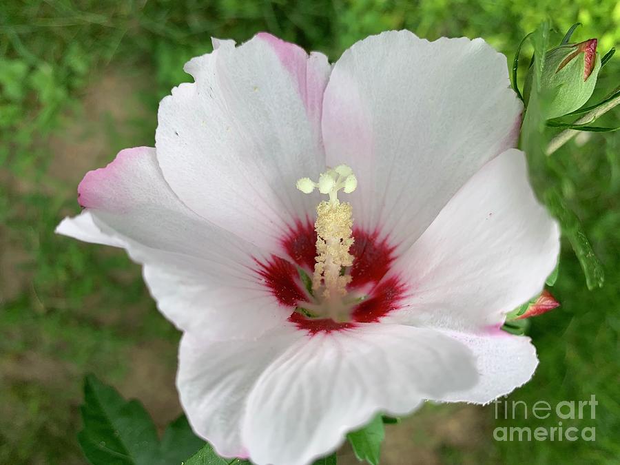 Hibiscus Bloom Photograph by Catherine Wilson