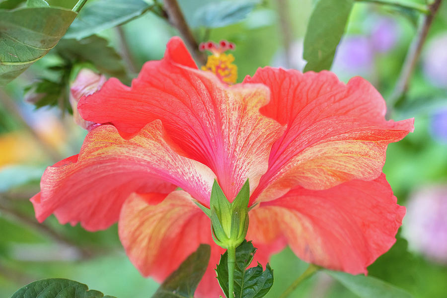 Hibiscus Bloom Photograph by Heather Barninger