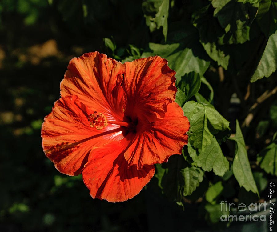 Hibiscus Blooming Photograph