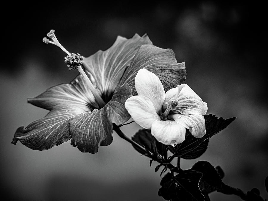 Hibiscus Blooms.... Photograph by David Choate