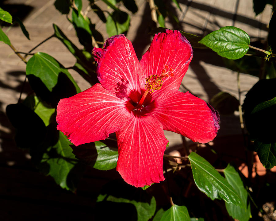 Hibiscus Blossom Photograph by Ivars Vilums