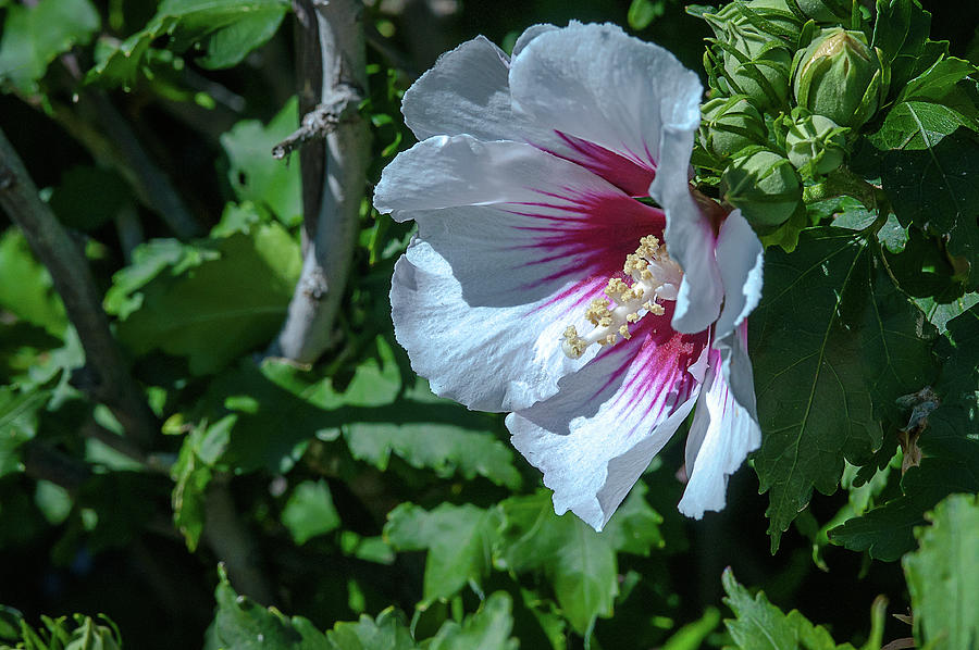 Hibiscus Blossom Photograph by John Bartelt